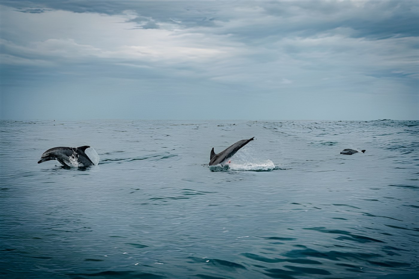 Dolphins swimming in the ocean off the coast of Hawston Beach