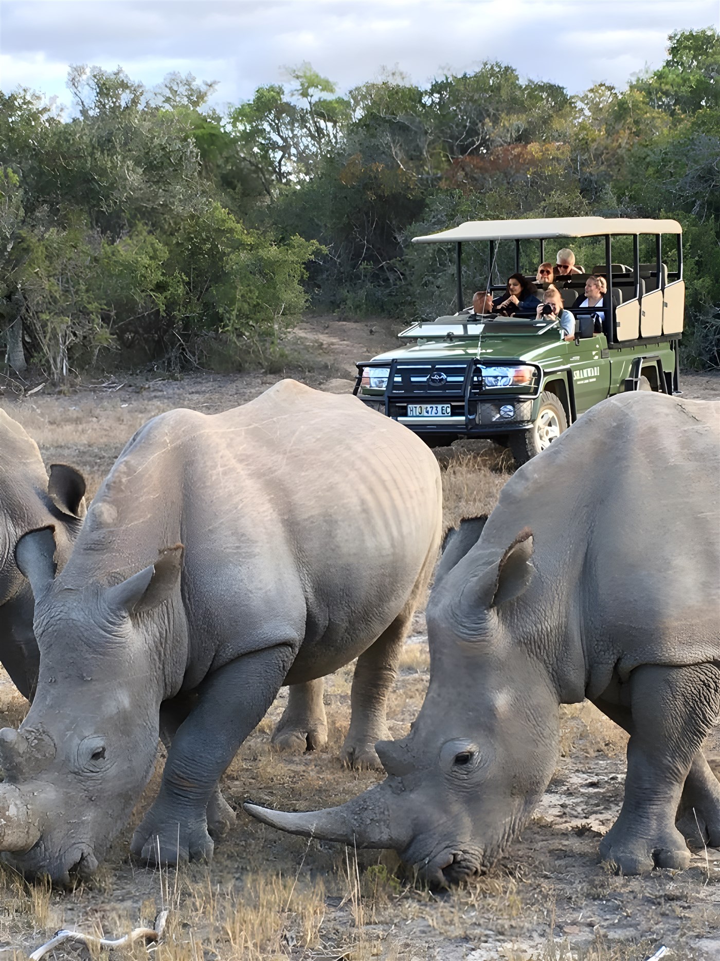 Rhinos at Amakhala Game Reserve