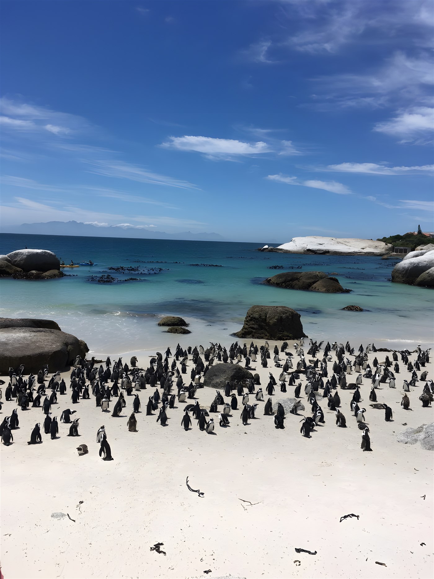 Penguins at Boulders Beach, South Africa