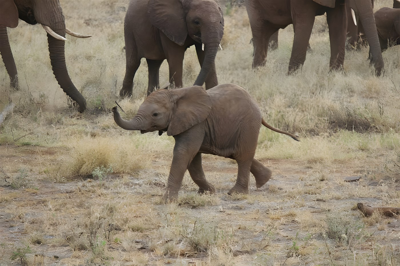 Baby elephant in Kenya