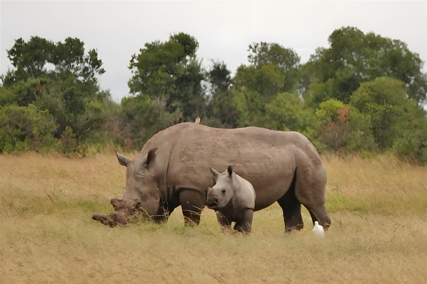 Two rhinos