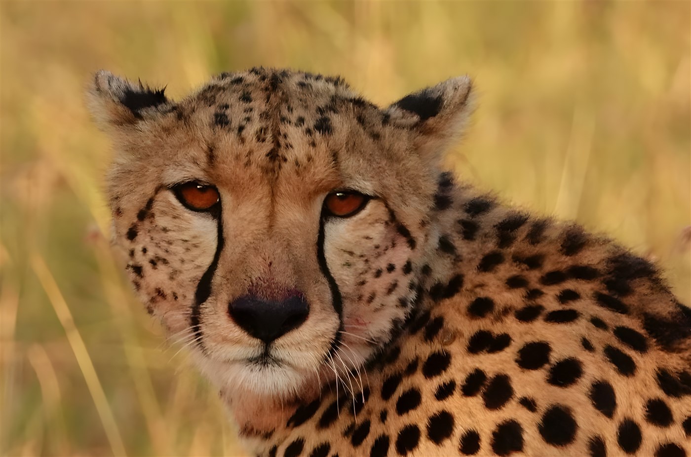 Cheetah in Botswana