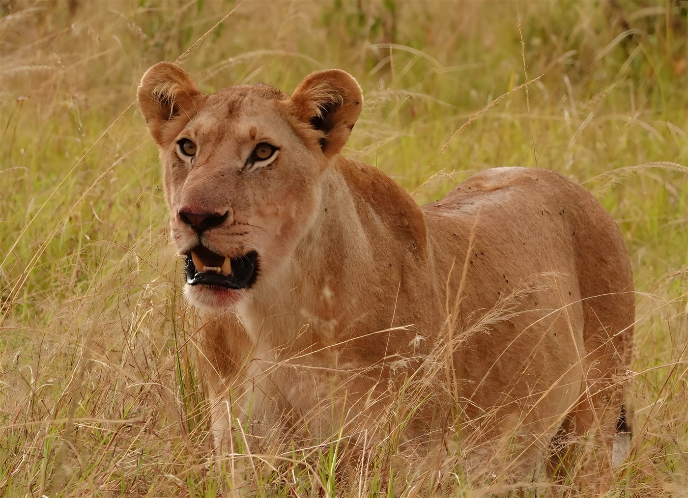 Beautiful Lioness