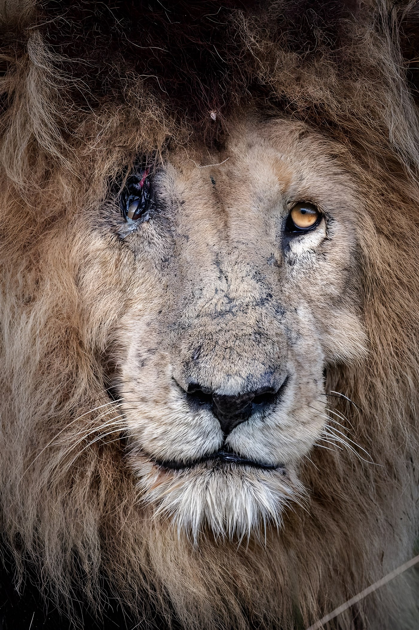 One-eyed lion