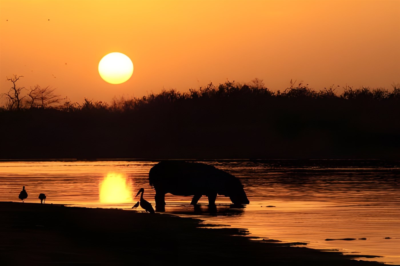 Hippo at sunset in Selous
