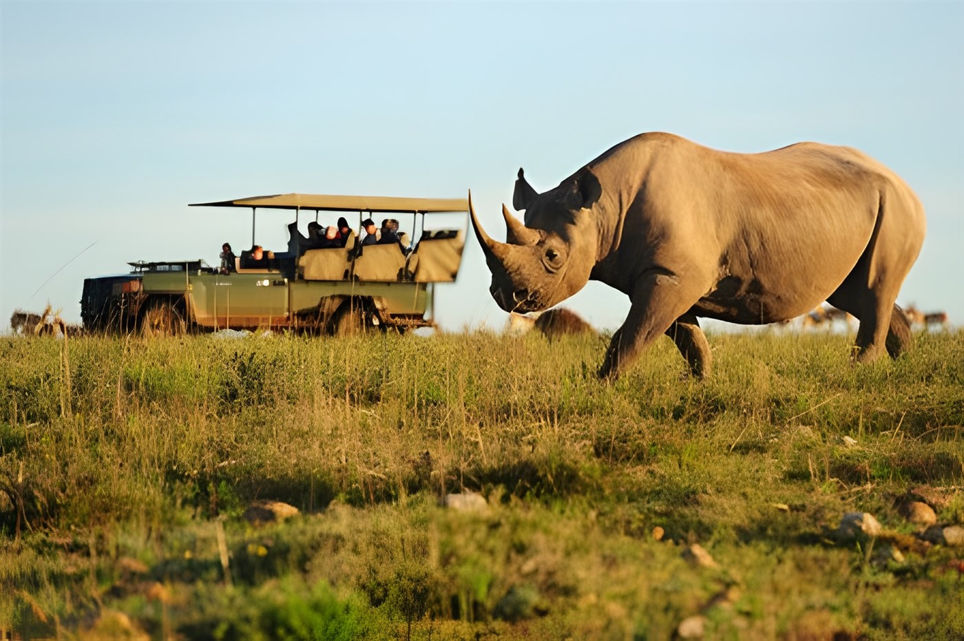 Safari vehicle beside rhino