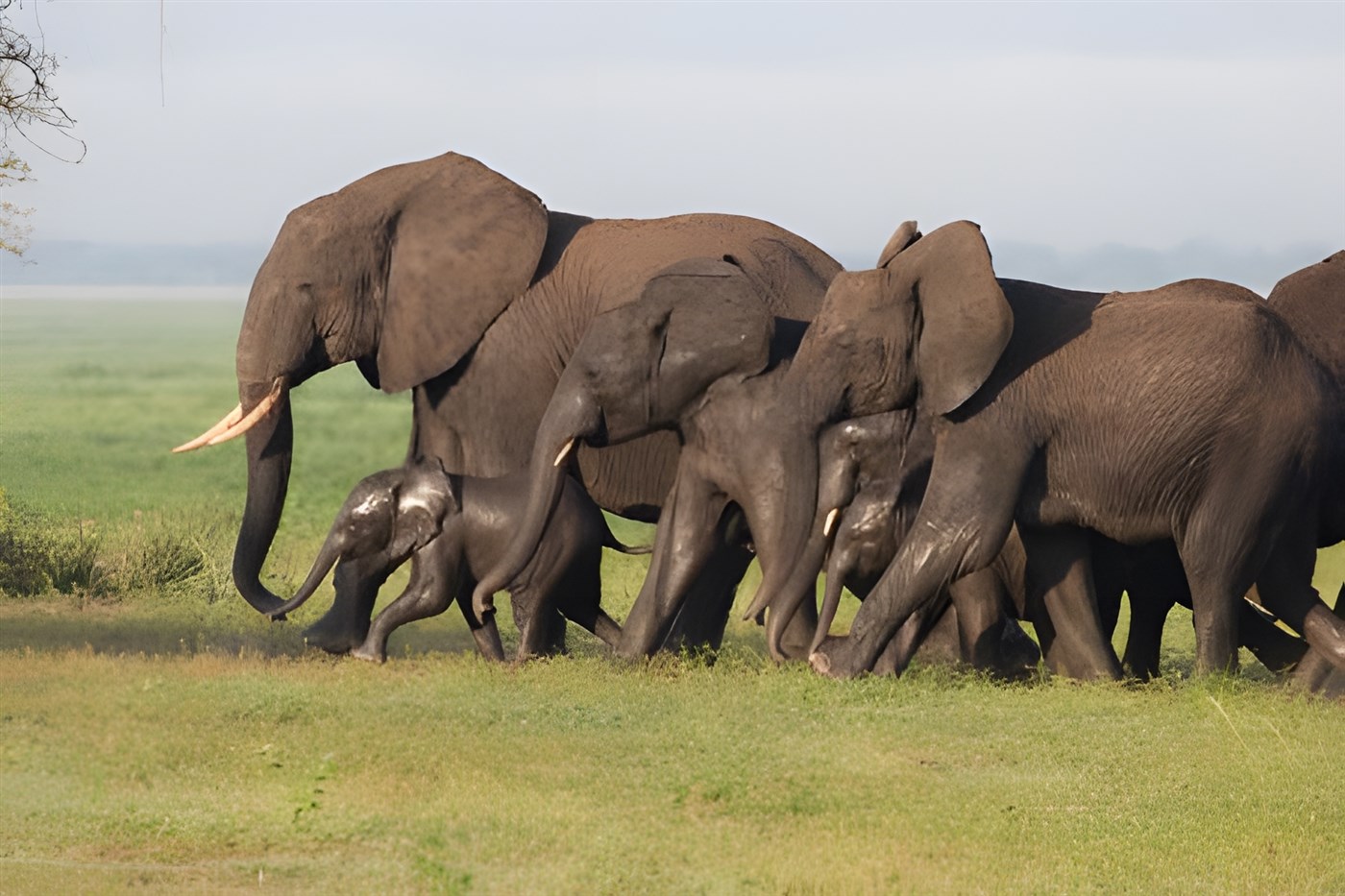 Elephants in Tarangire. Photo: Tanzania Tourism