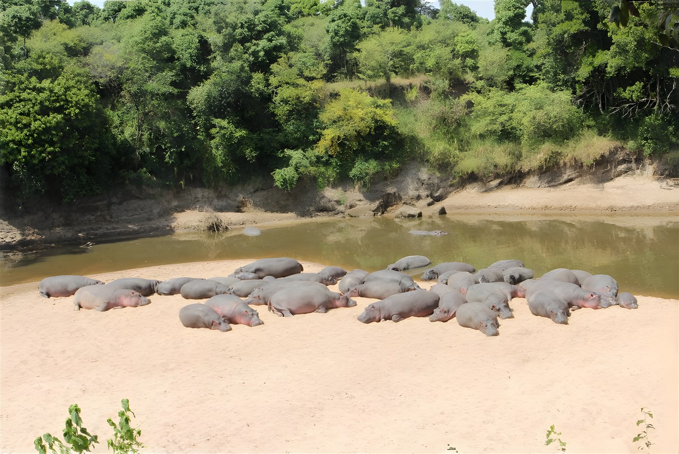Hippo pod lazing beside the river