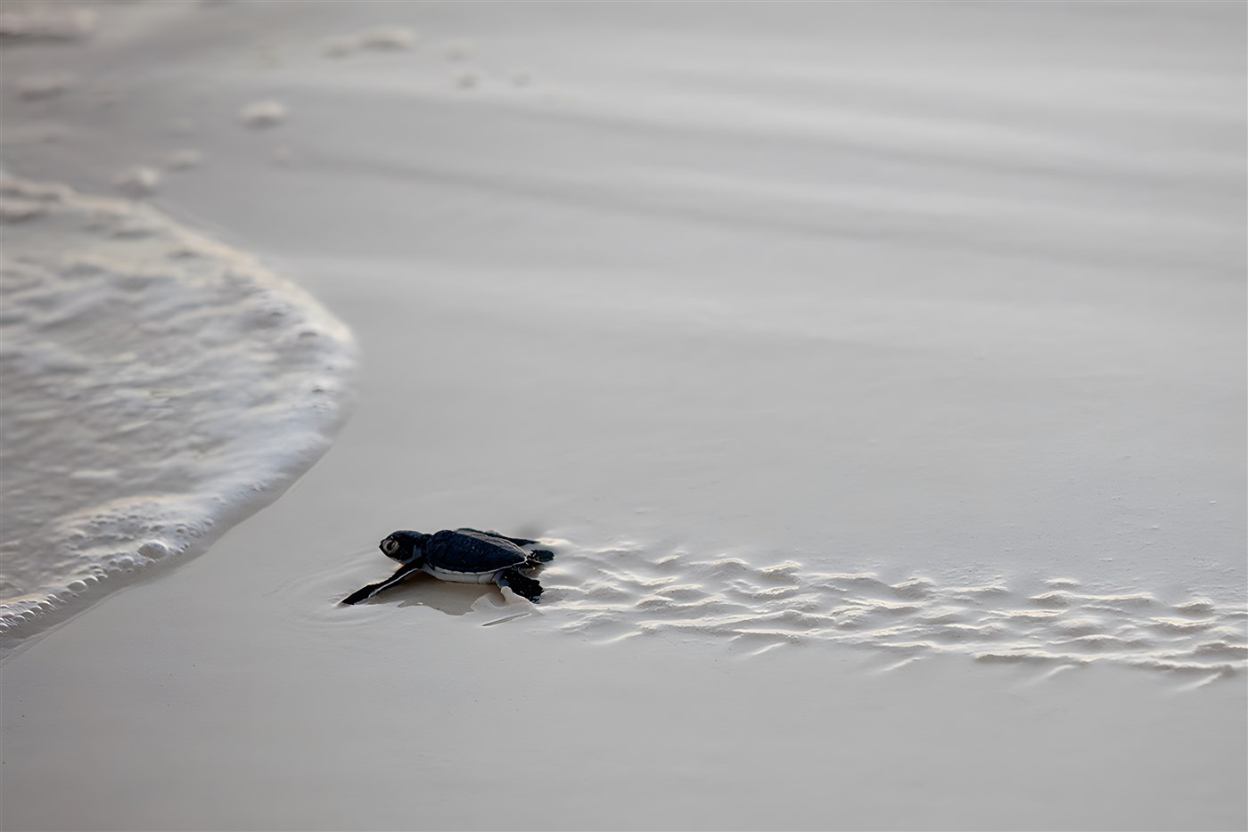 Turtle in Zanzibar