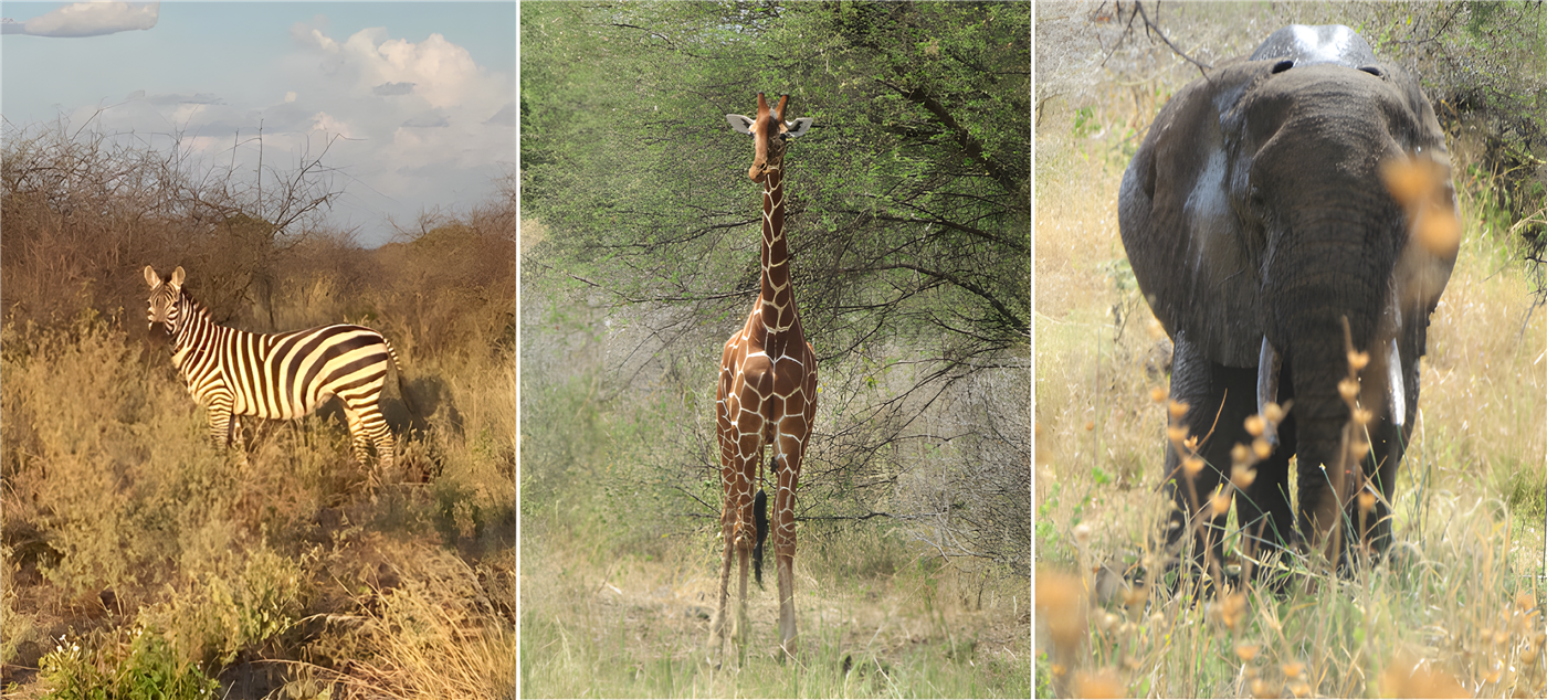 three separate images - one of a zebra, one of a giraffe and one of an elephant, all in seen among foliage in a national park in Kenya