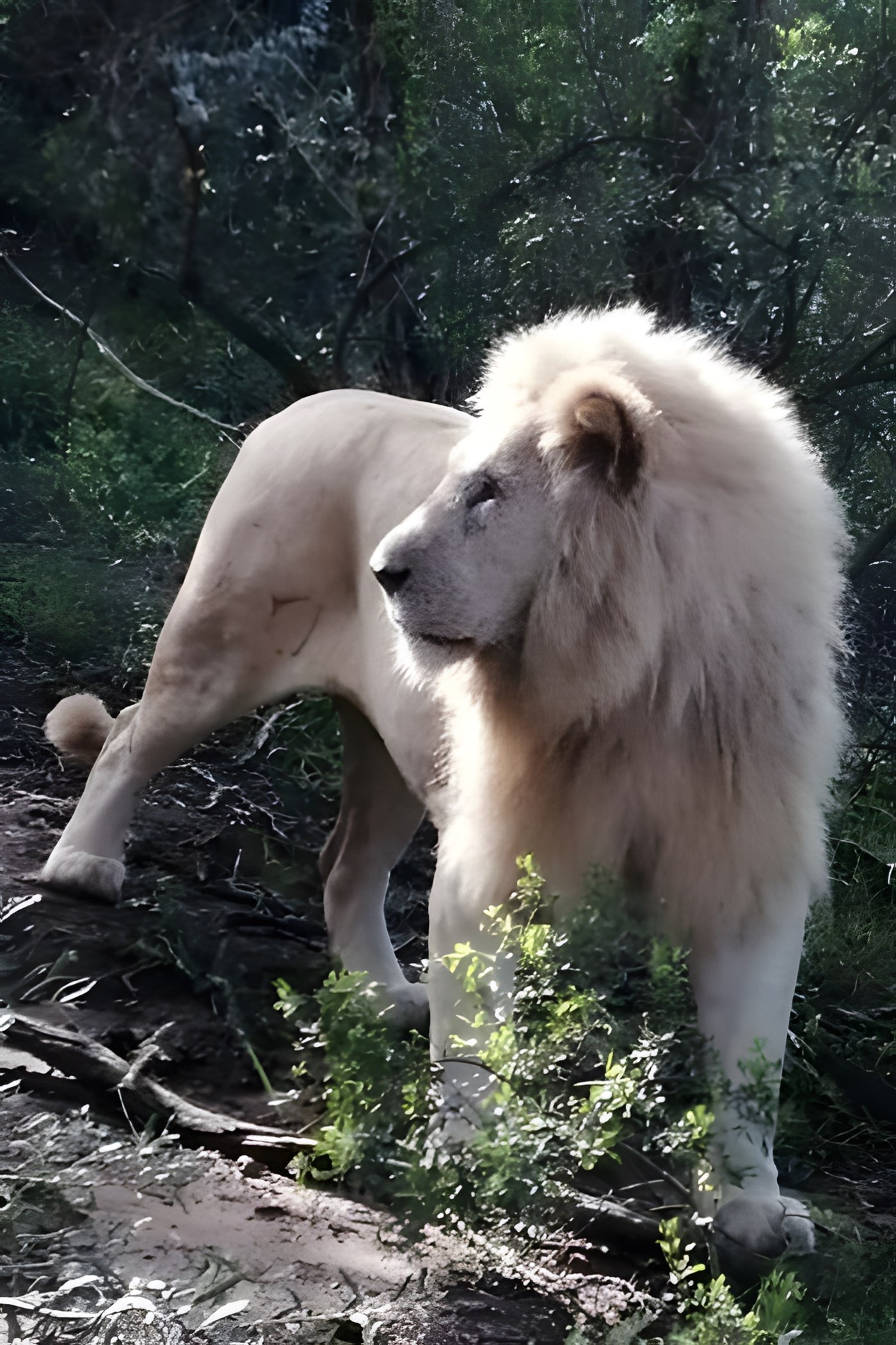 White Lion at Pumba Game Reserve standing in the bush.