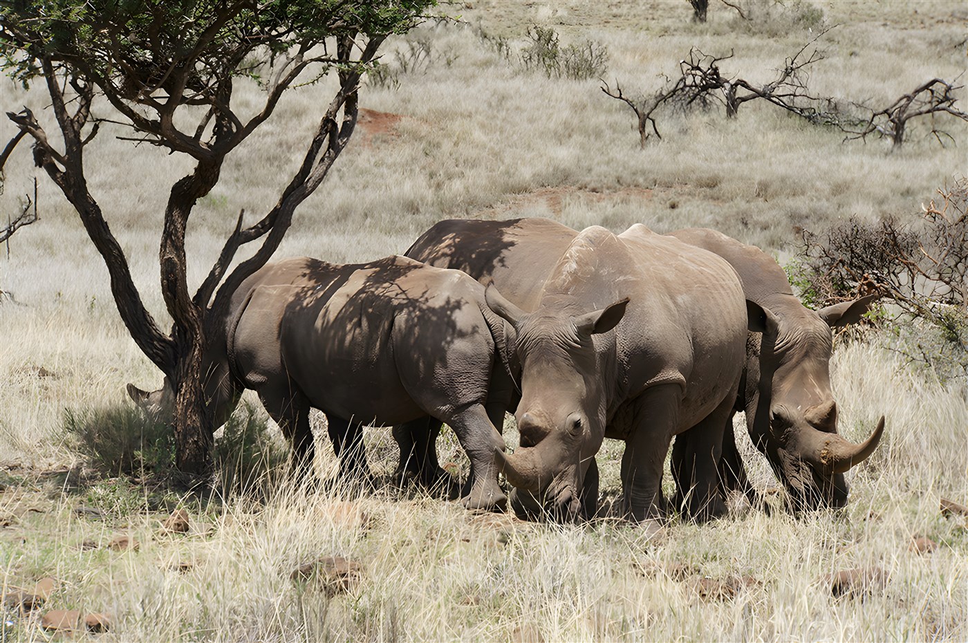 White rhinos in Kenya