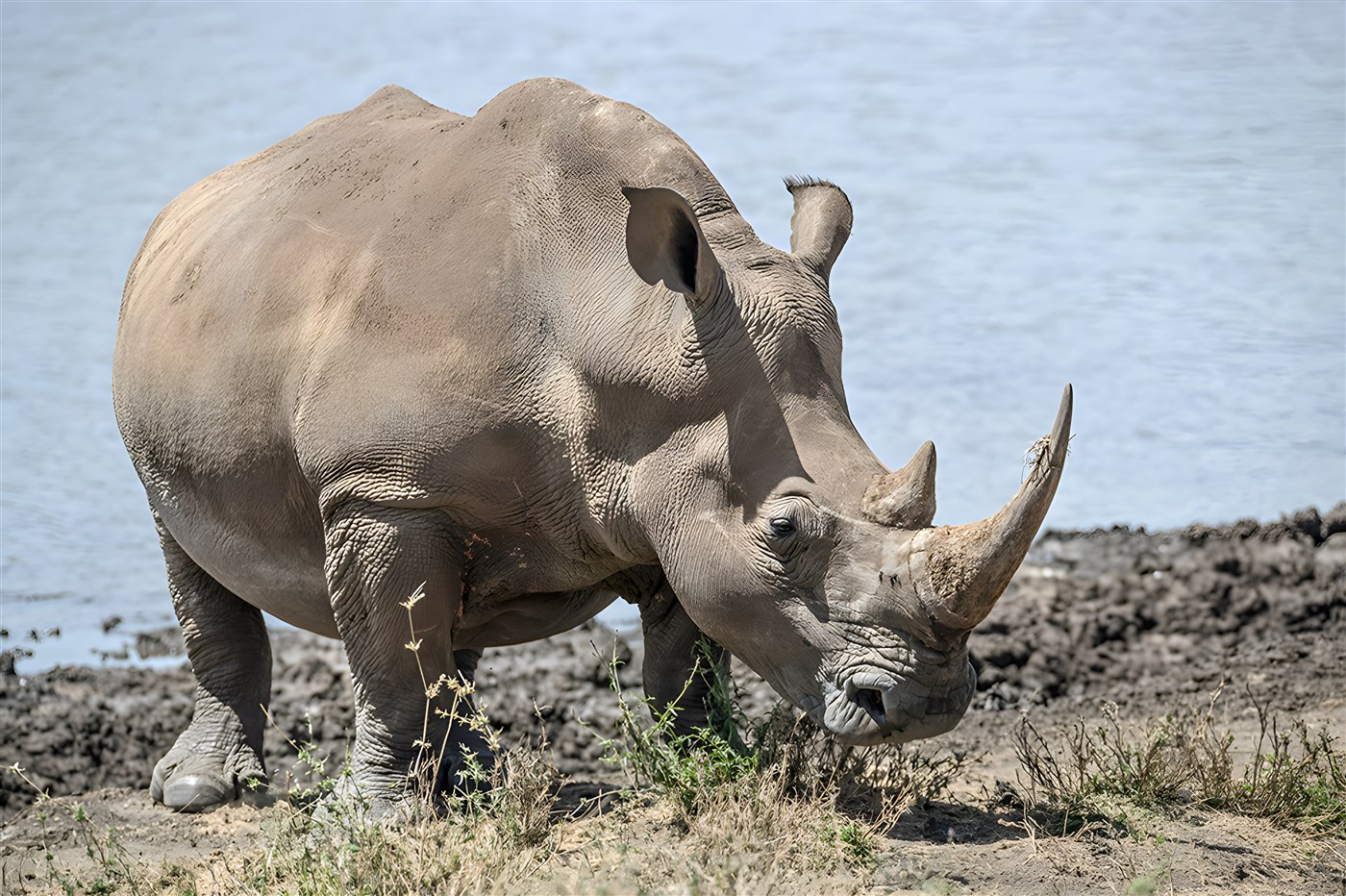 White rhino in Kenya