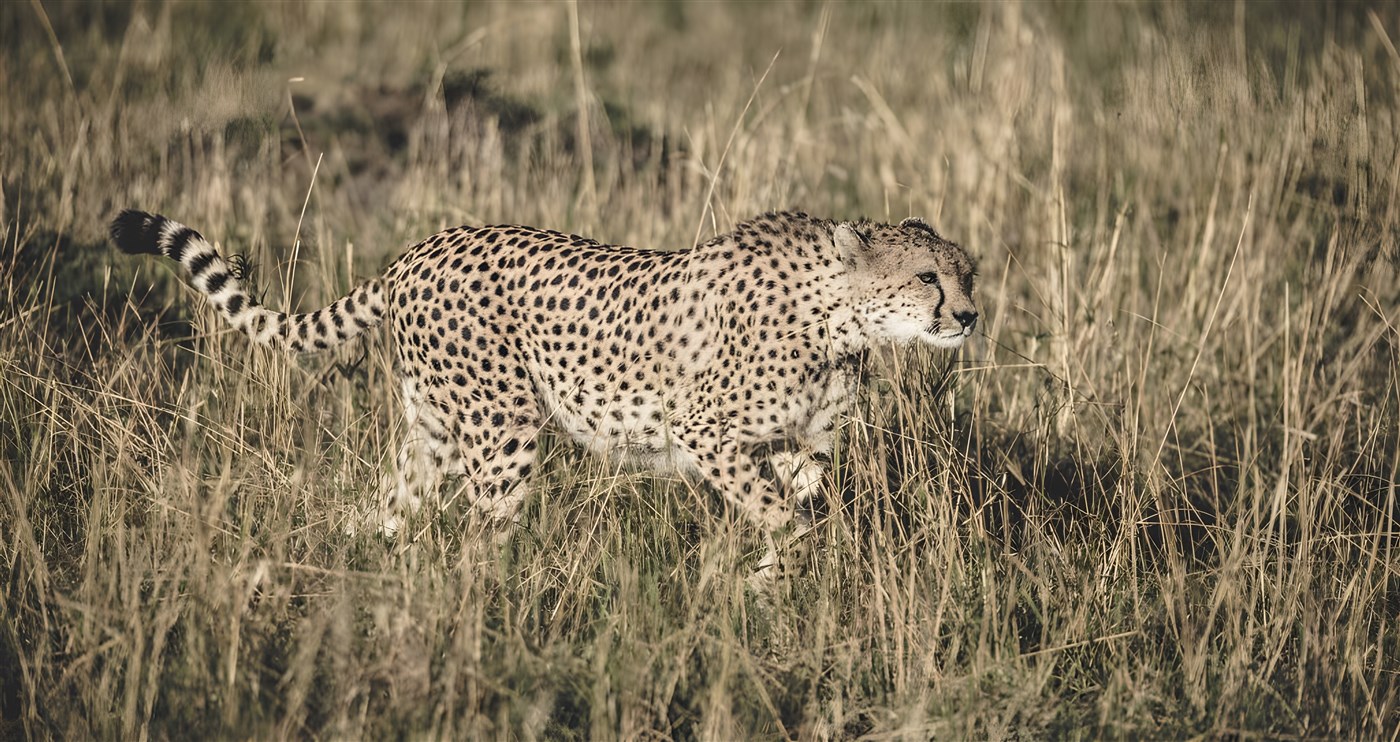 Cheetah on an African Safari