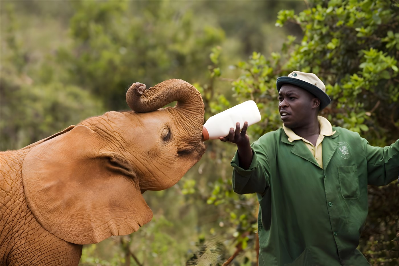 Baby elephant being hand fed at David Sheldrick Elephant orphanage, Kenya