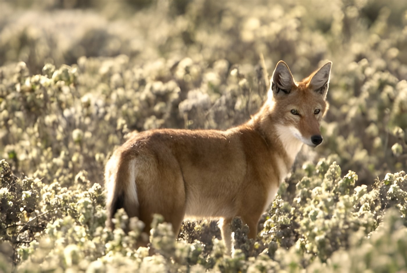 Ethiopian wolf