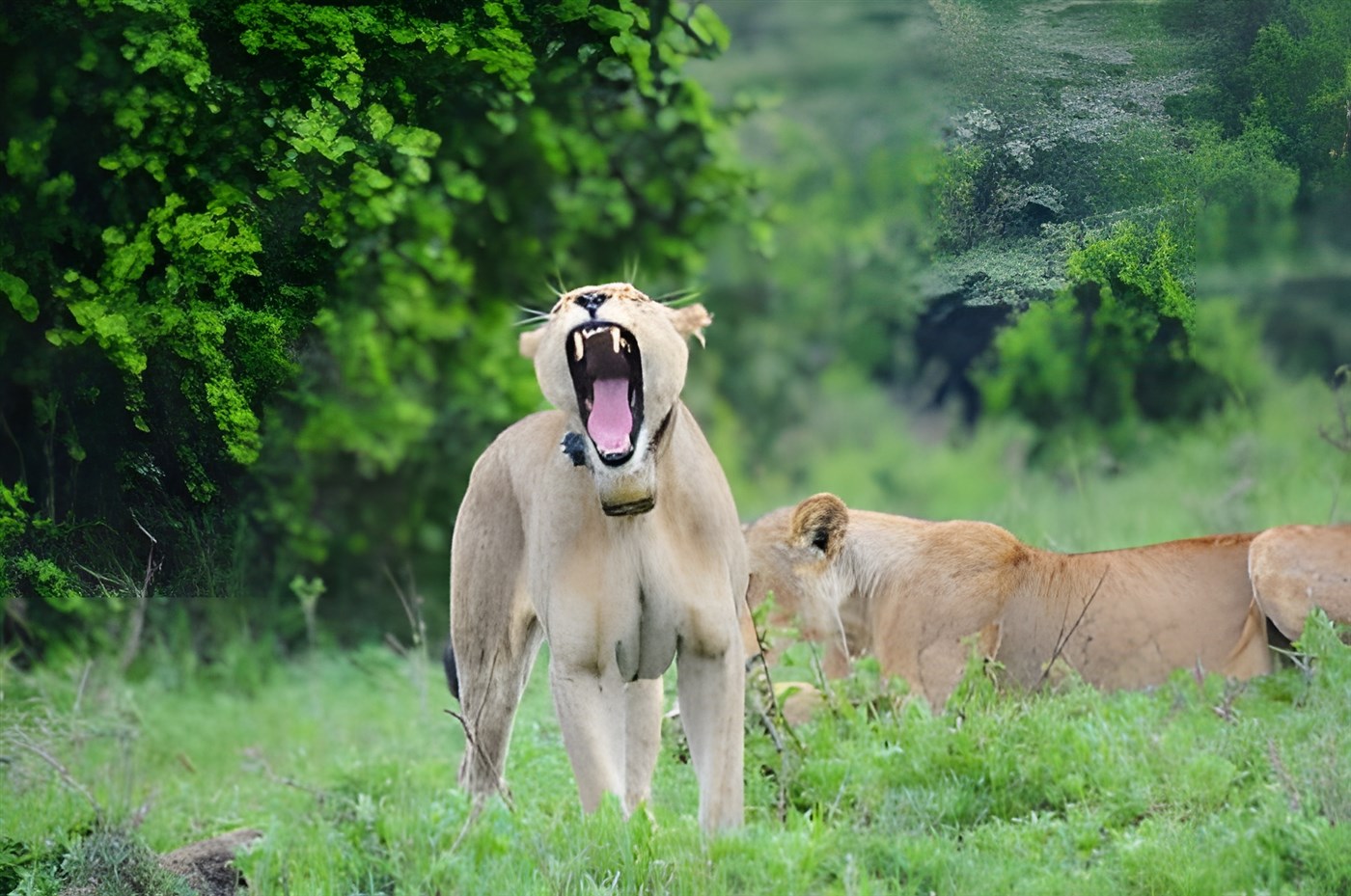 Lions in Nairobi National Park