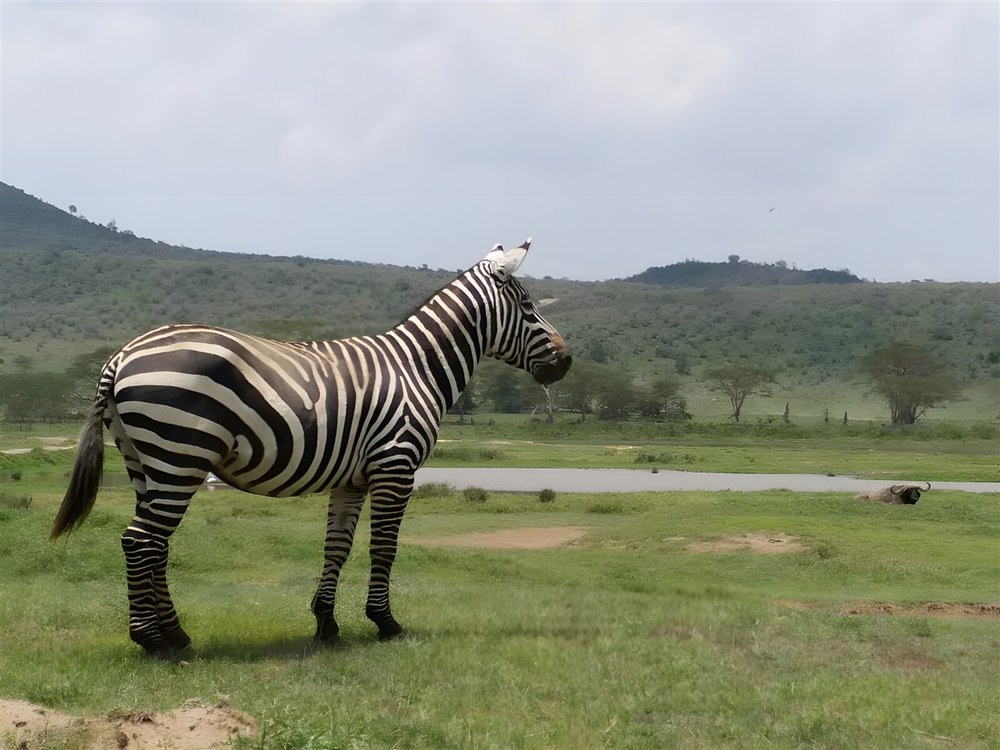 Zebra stallion