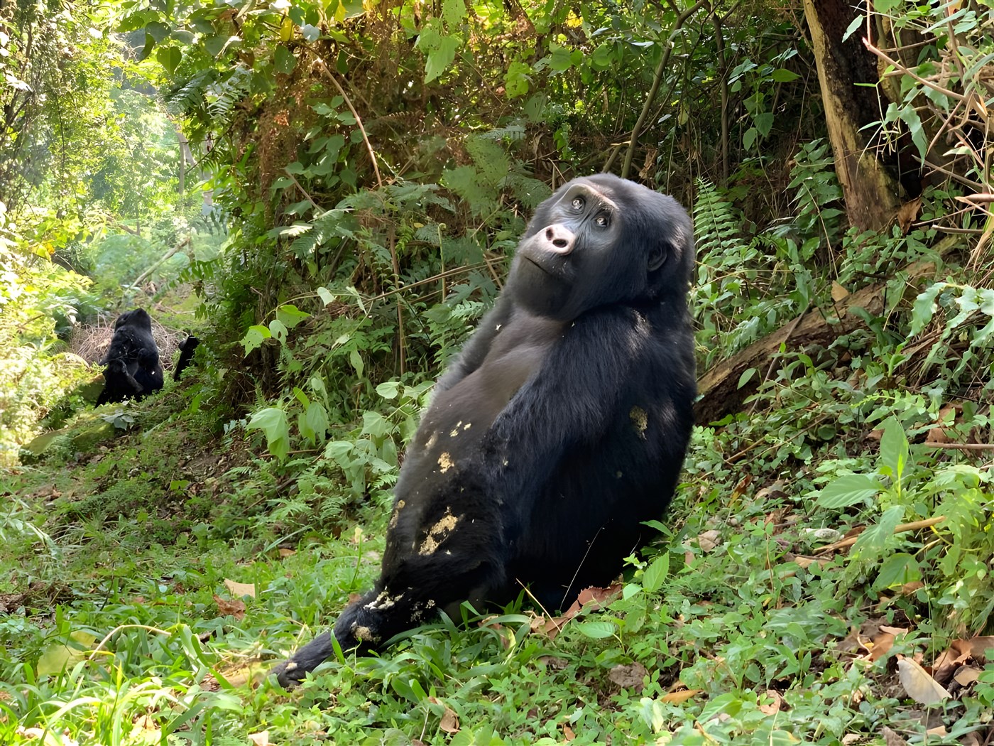 Gorilla up close