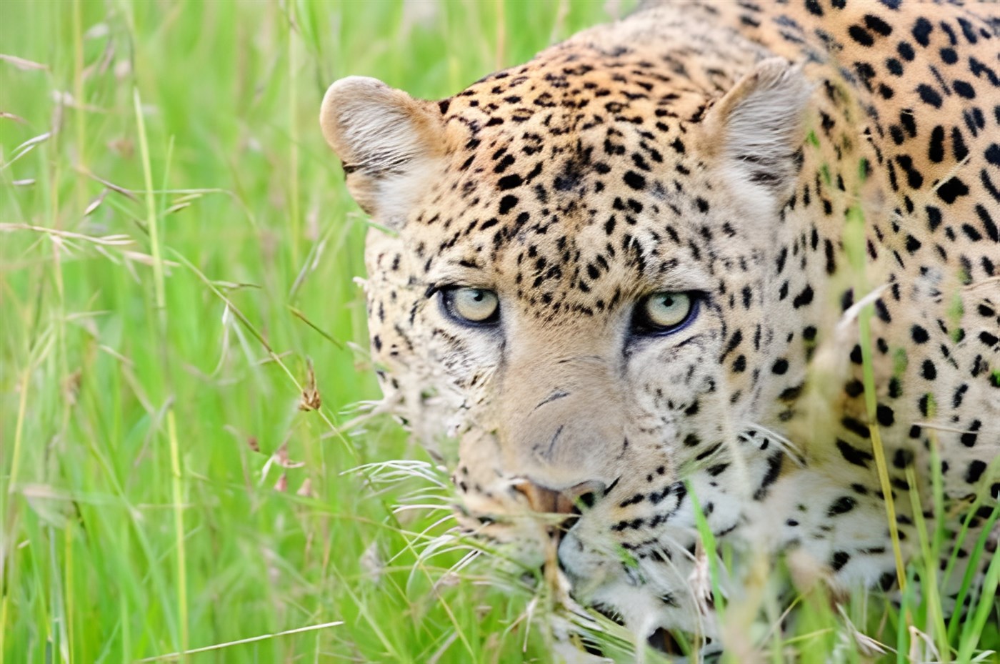 Leopard up close