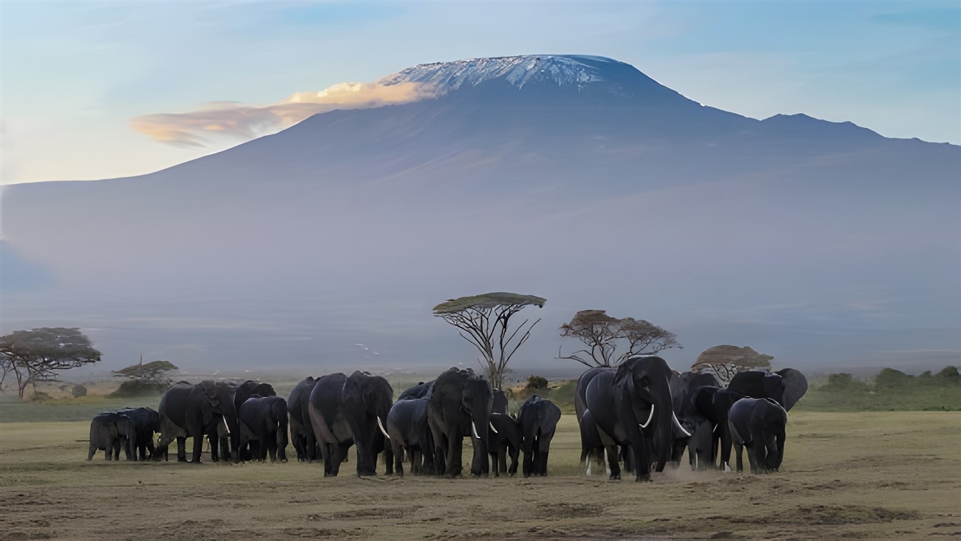 a 'gathering' of elephants in Amboseli Kenya