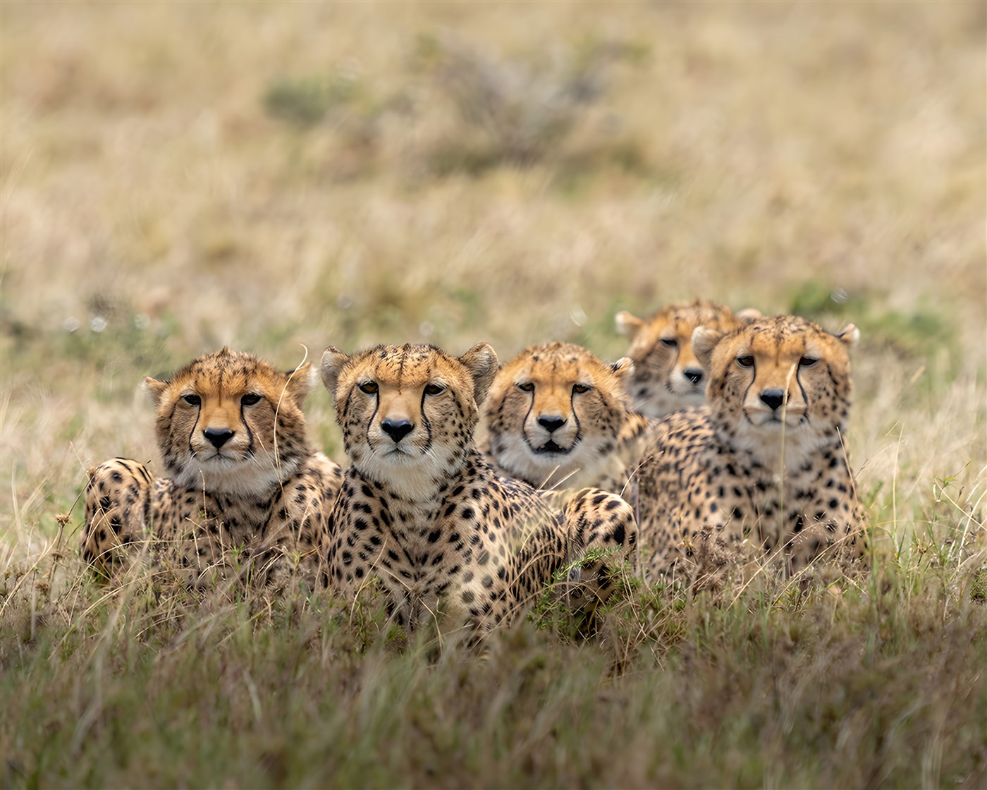 5 cheetahs