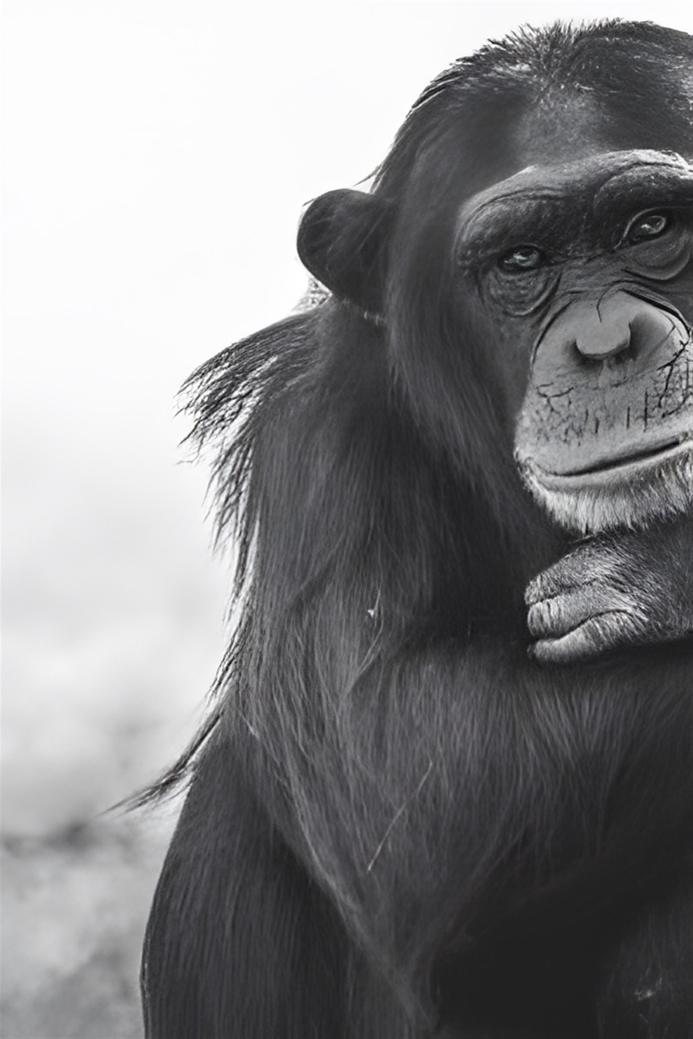 Chimpanzee in greyscale