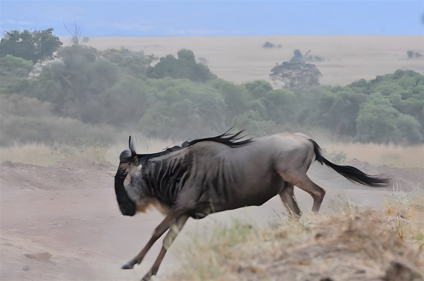 The Wildebeest Migration