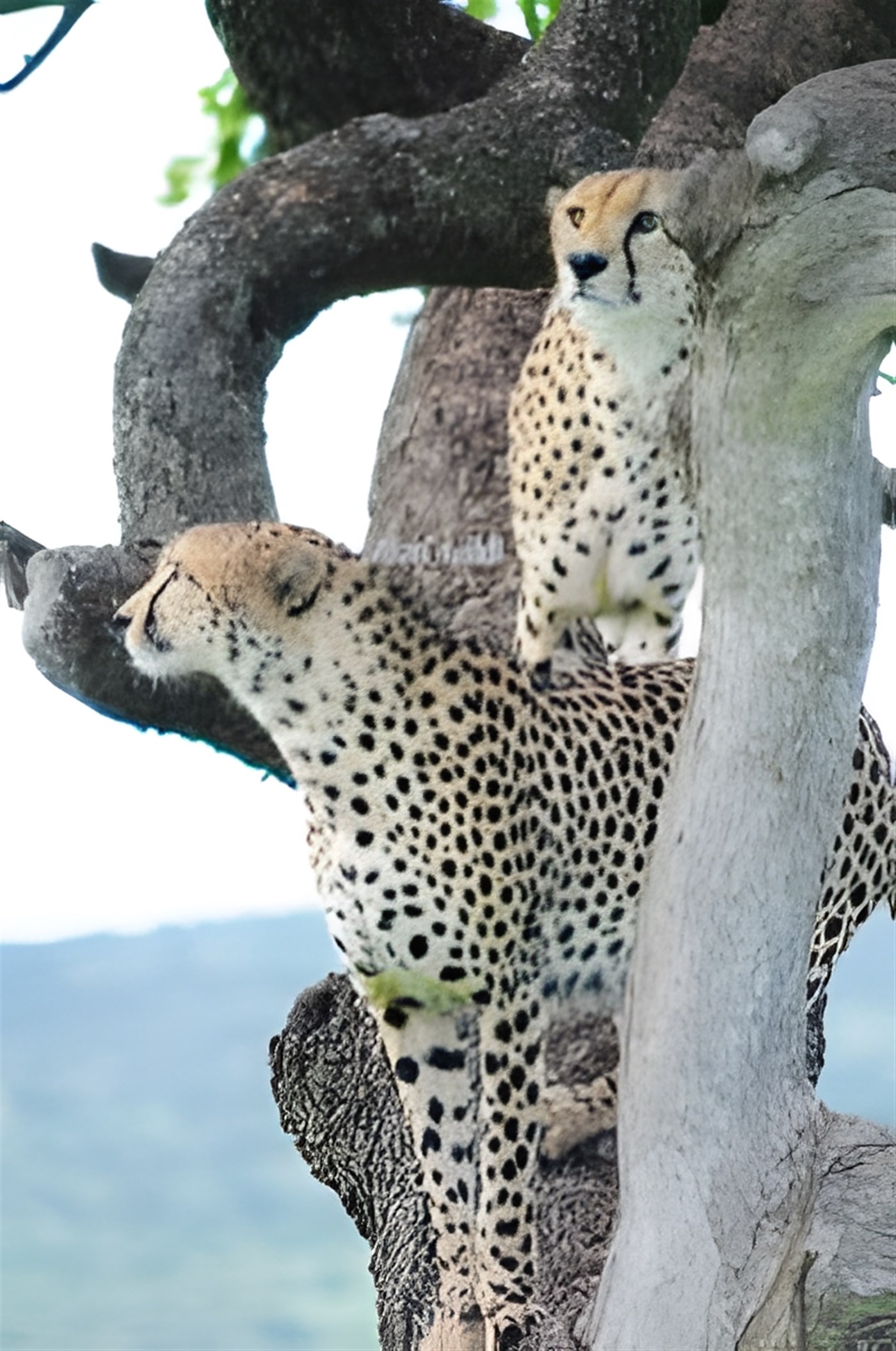 Cheetahs in a tree