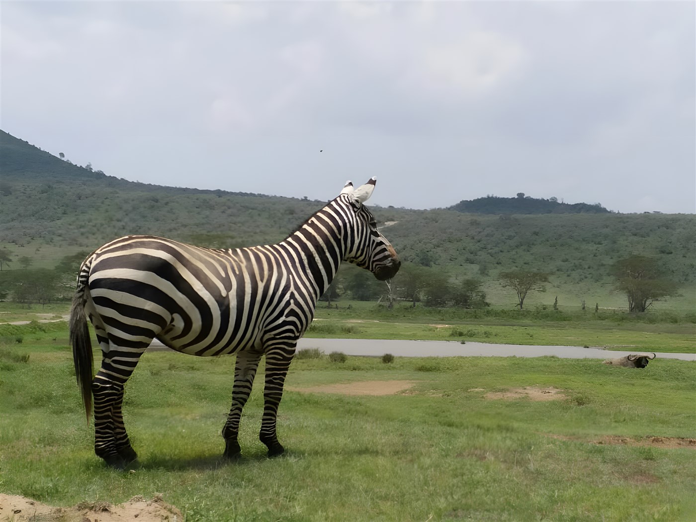 Zebra overlooking the plains
