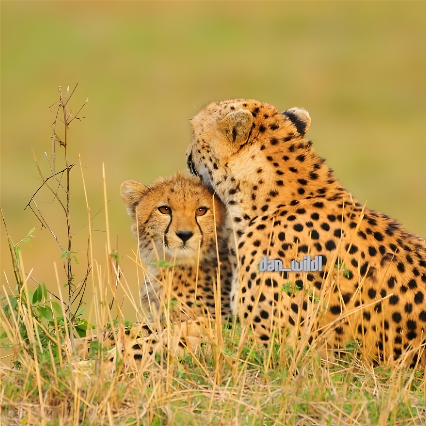 Cheetah and her cub