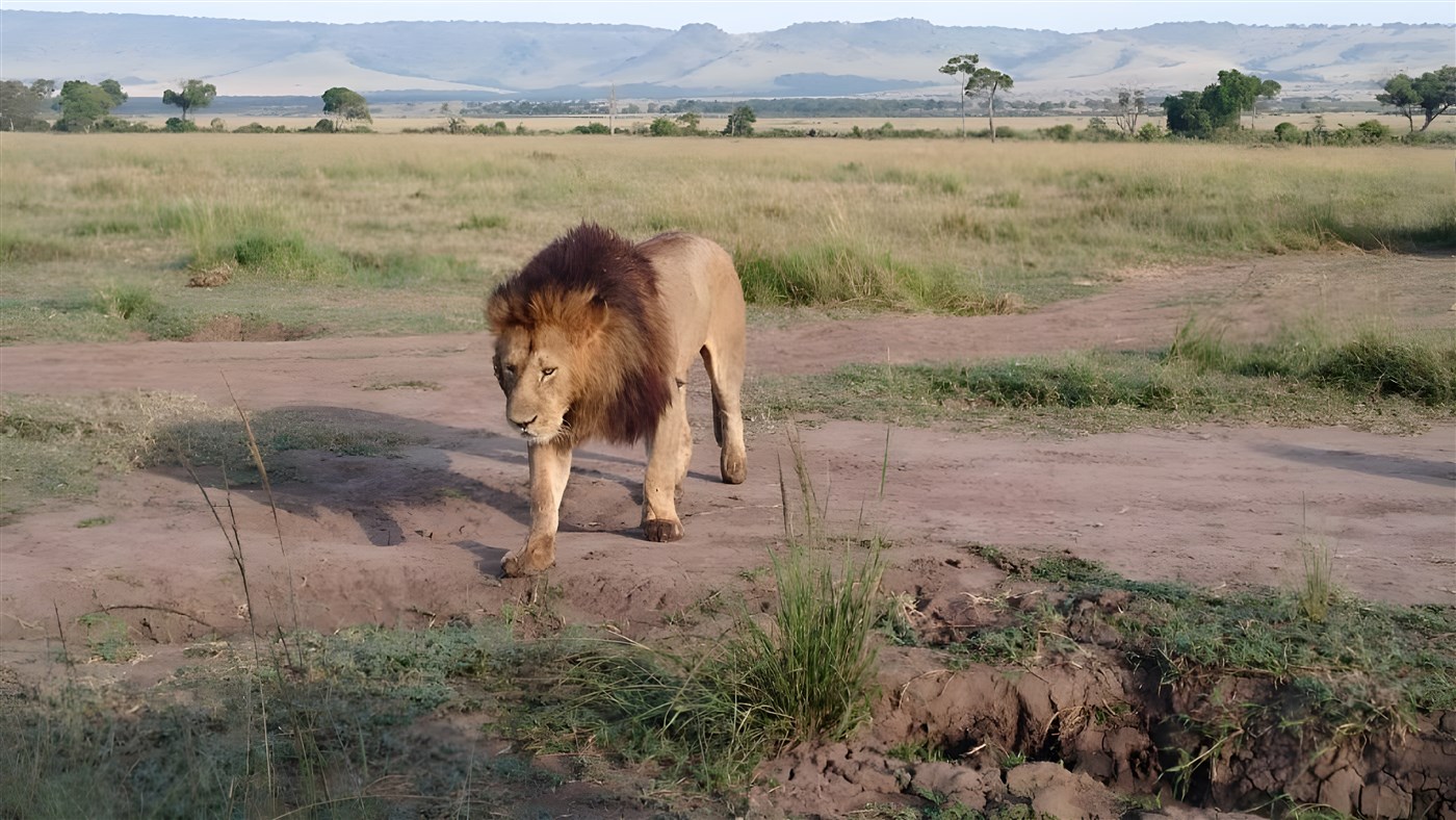 Lion in Masai Mara