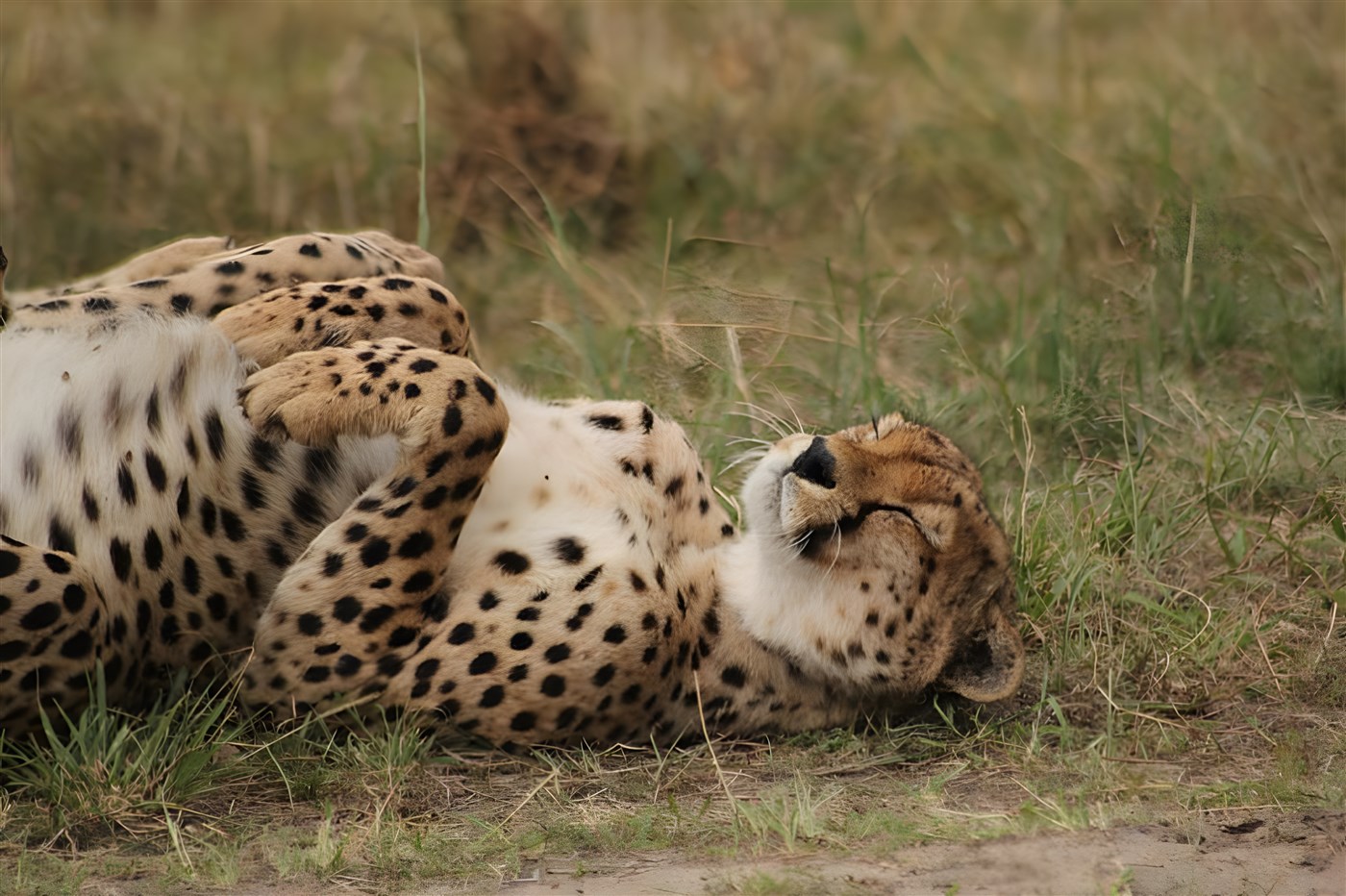 Cheetah lazing around