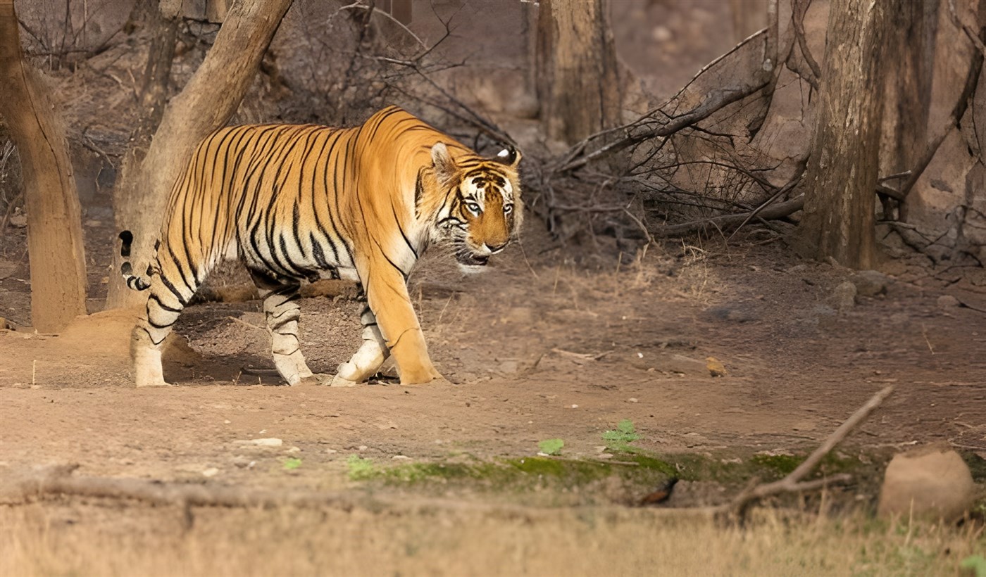 Bengal Tiger from India seen in the wild. These animals numbers have increeased due to conseravtion efforts but they are still endangered