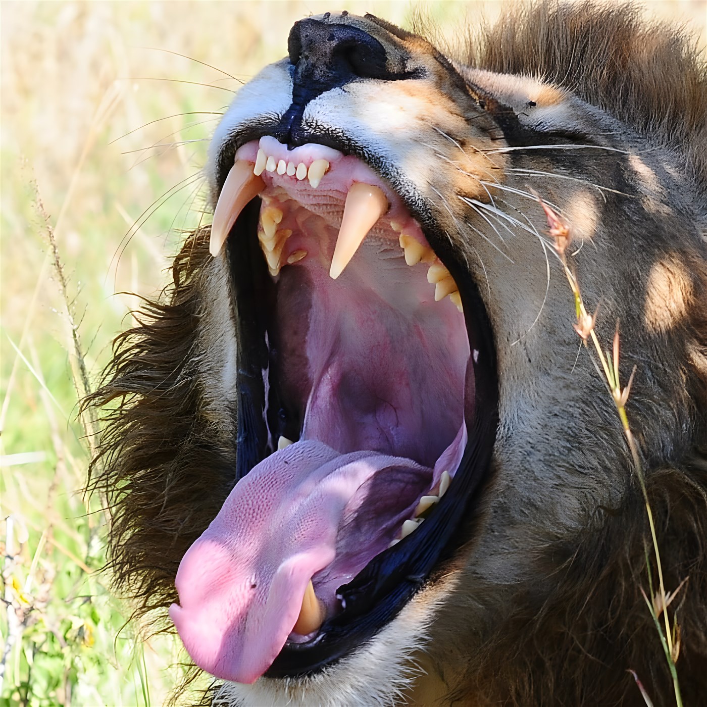 Lion yawning