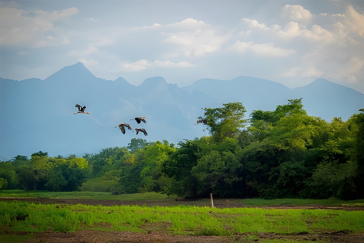 Birds migrating over Sri Lanka