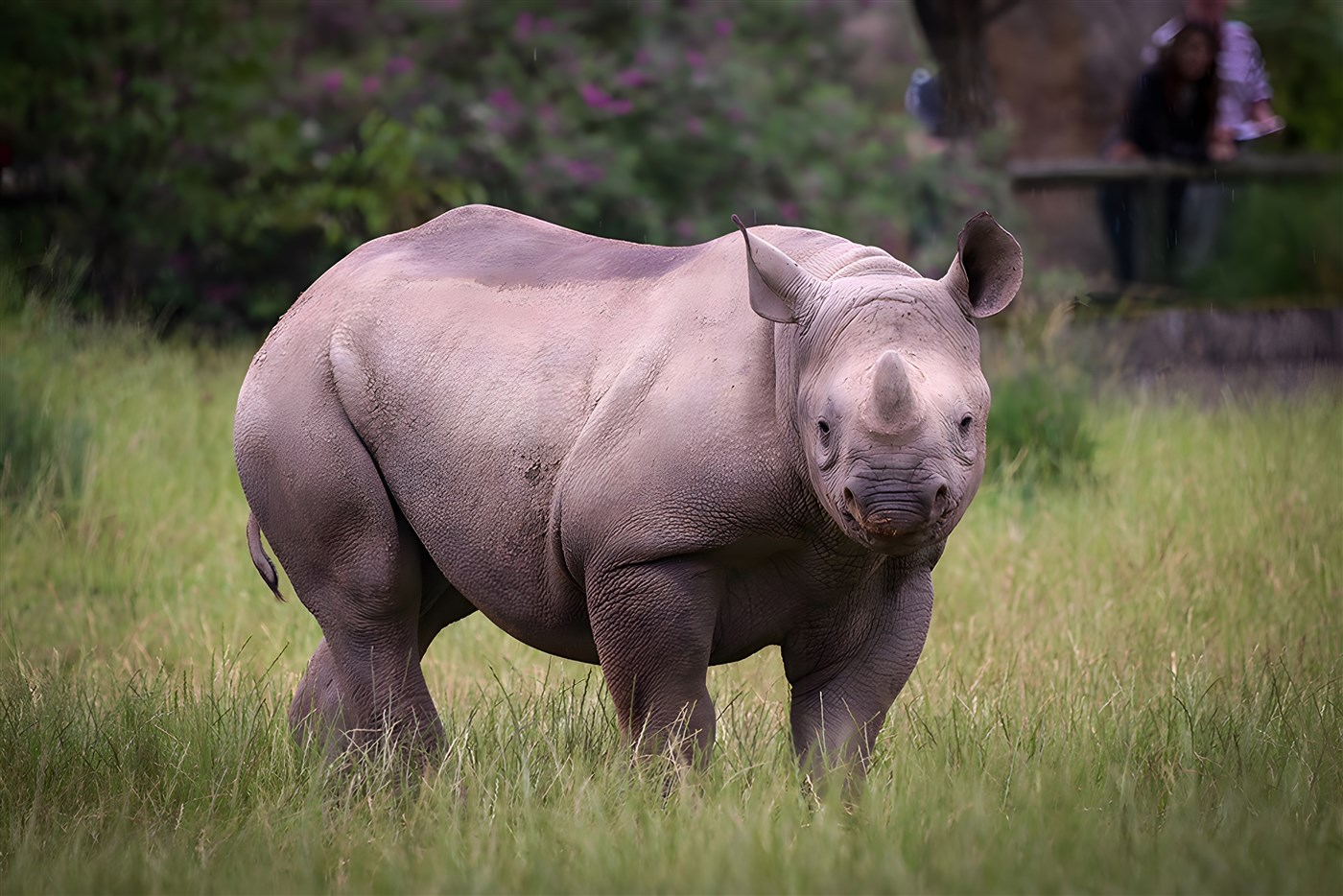 Black rhino Kenya