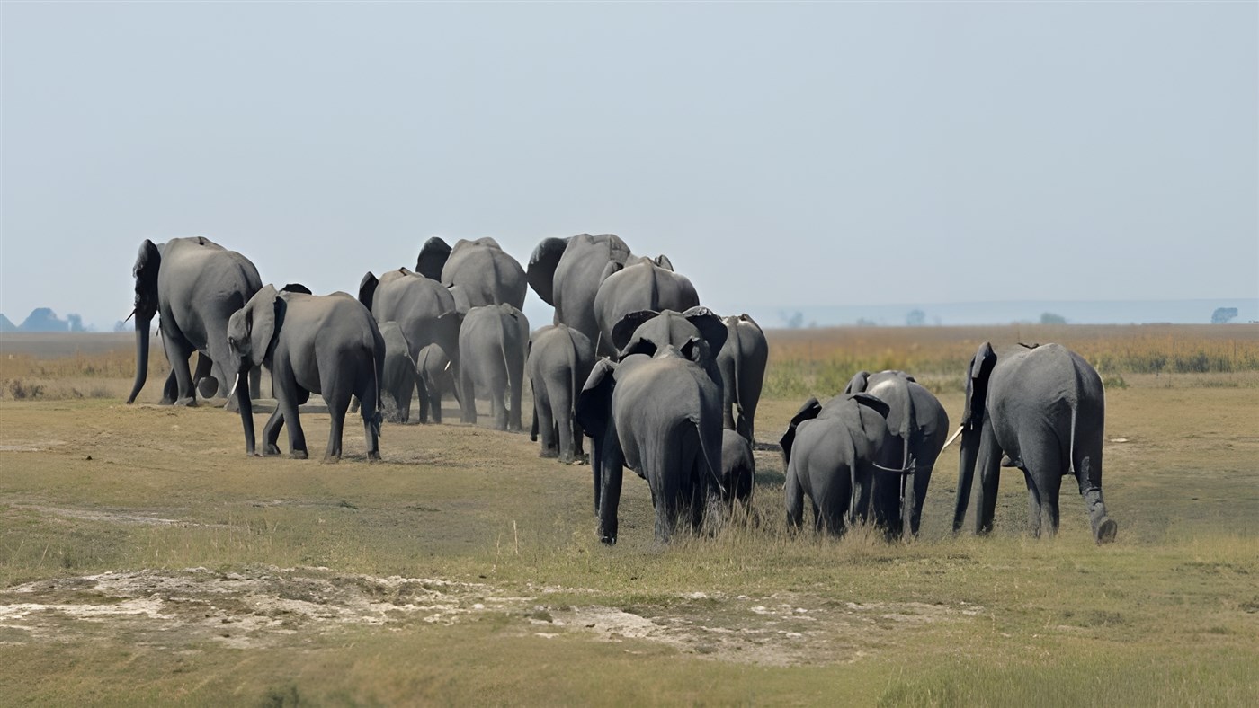large herd of elephants walking away from the foreground towards the horizon