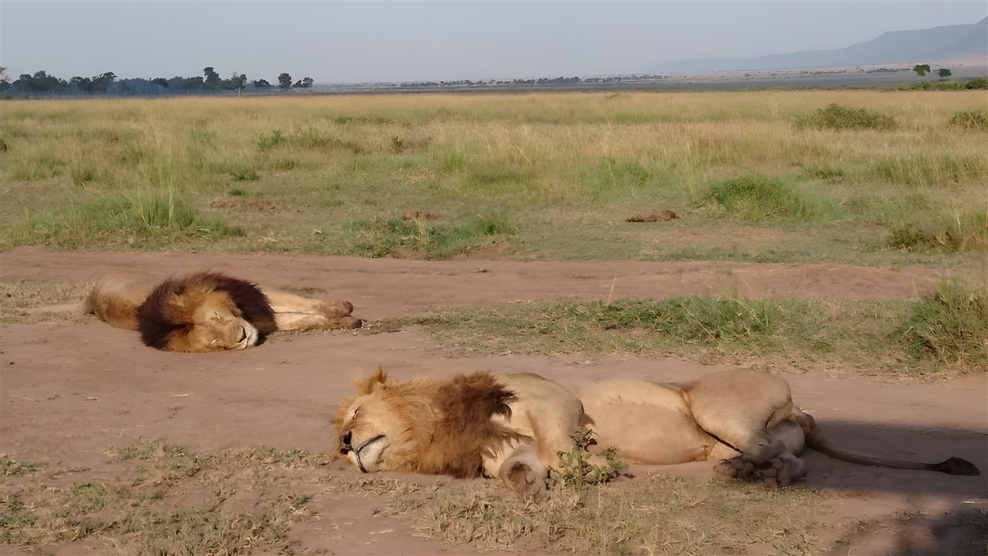 Lions sleeping in the Masai Mara