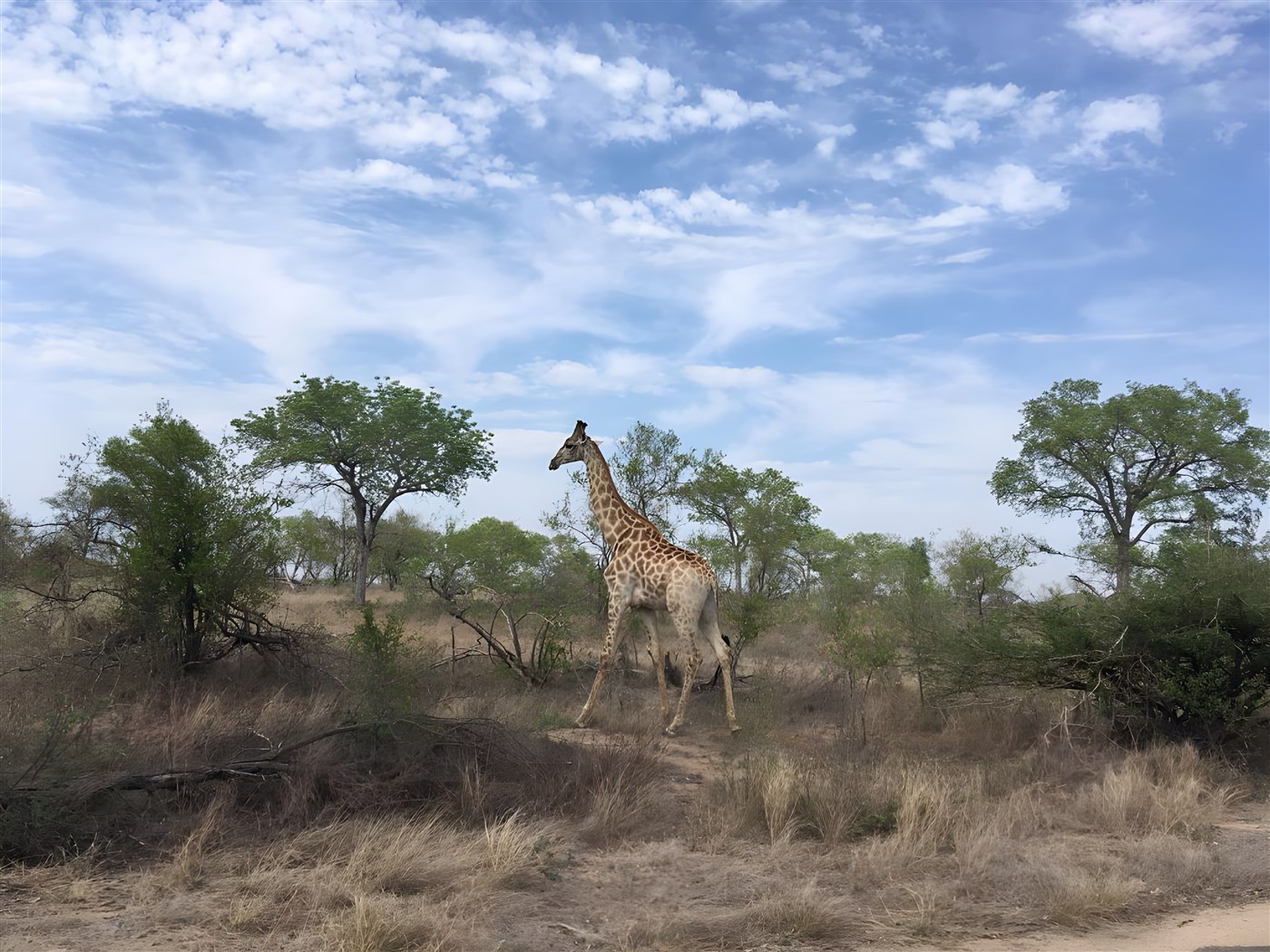 Giraffe seen on safari in South Africa