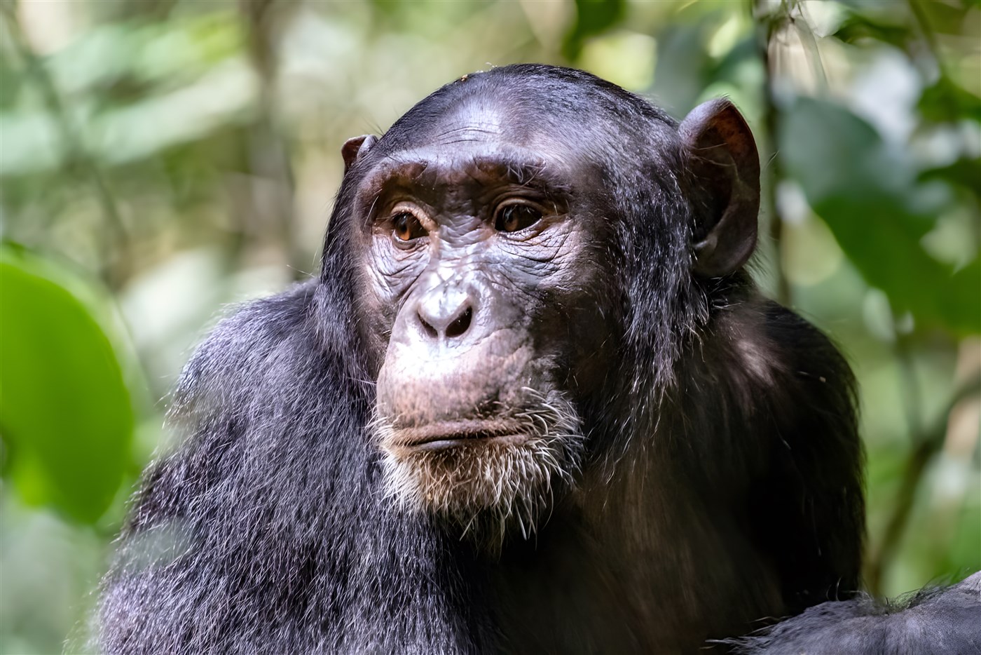 Photo of a Chimpanzee in the forst