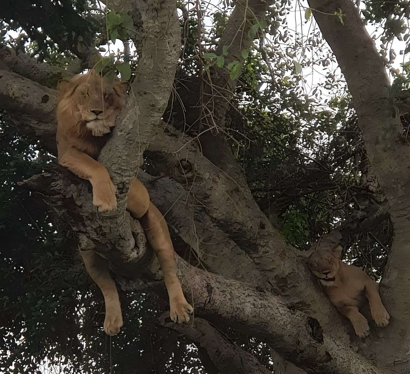 lions in trees Uganda