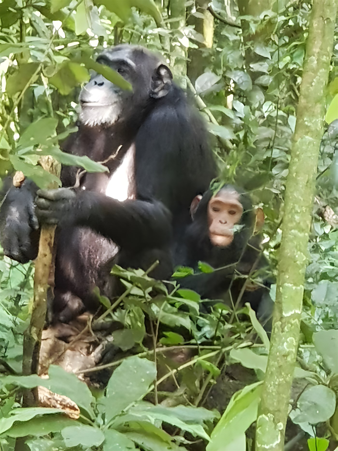 Chimpanzees in Uganda