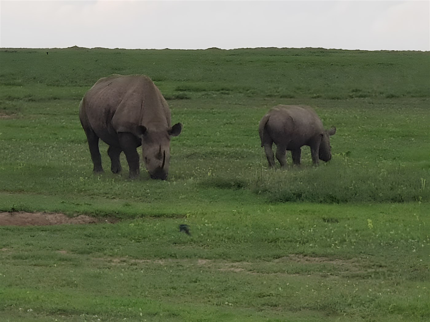 Two rhinos on the Kenya plains