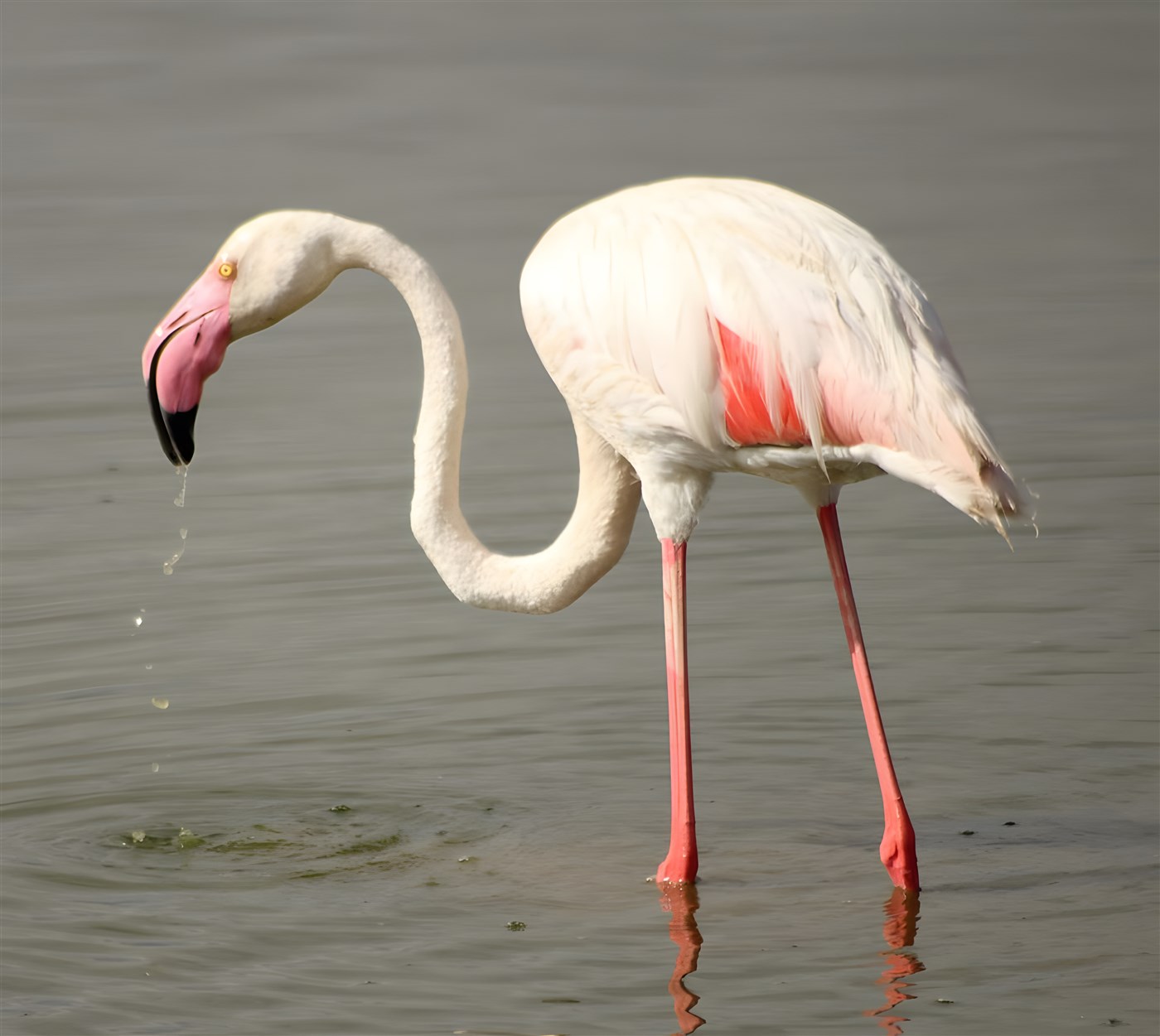 Greater Flamingo