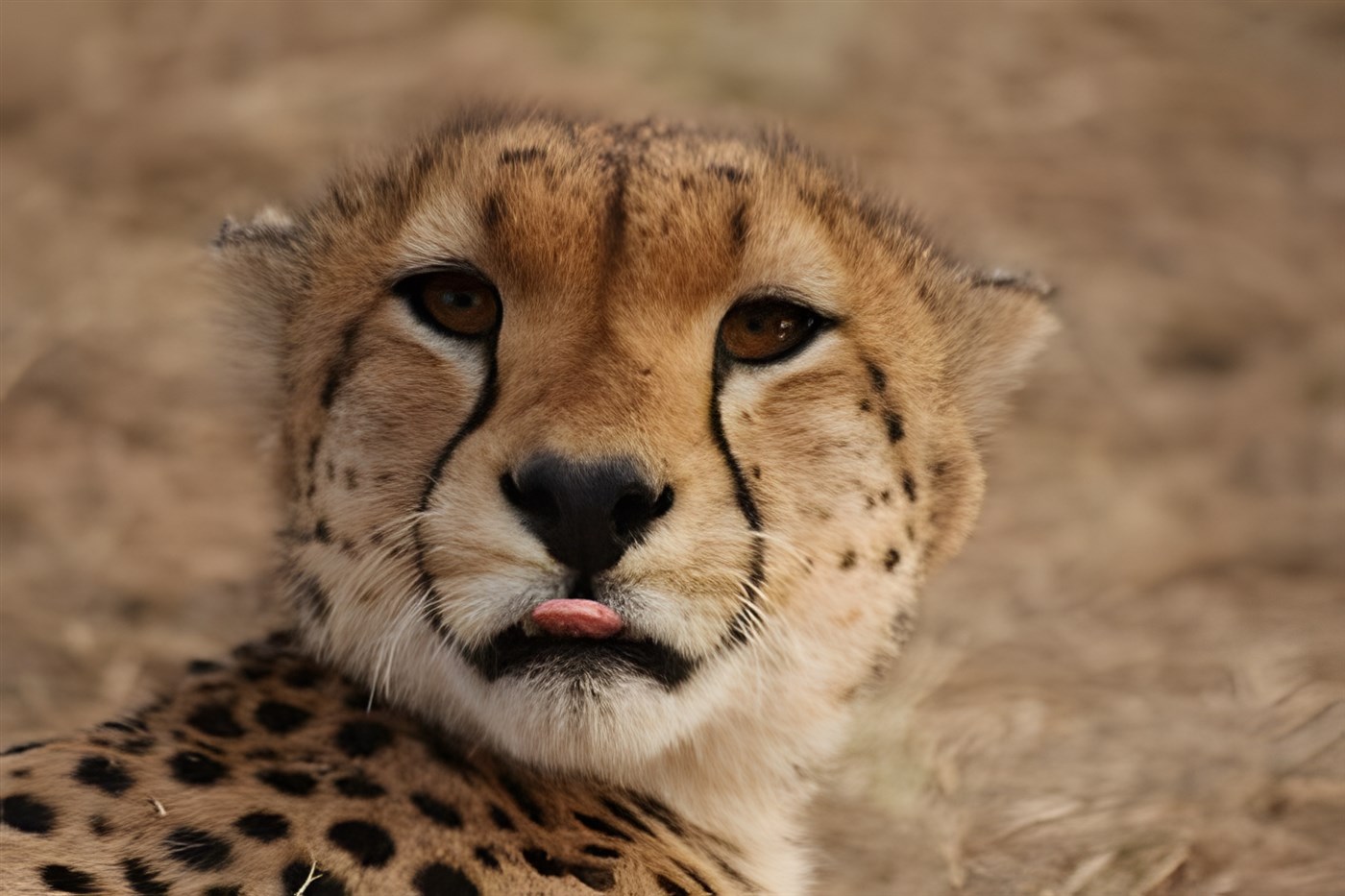 Beautiful young cheetah
