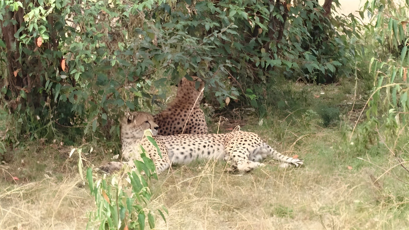 Cheetahs in the shade in Masai Mara