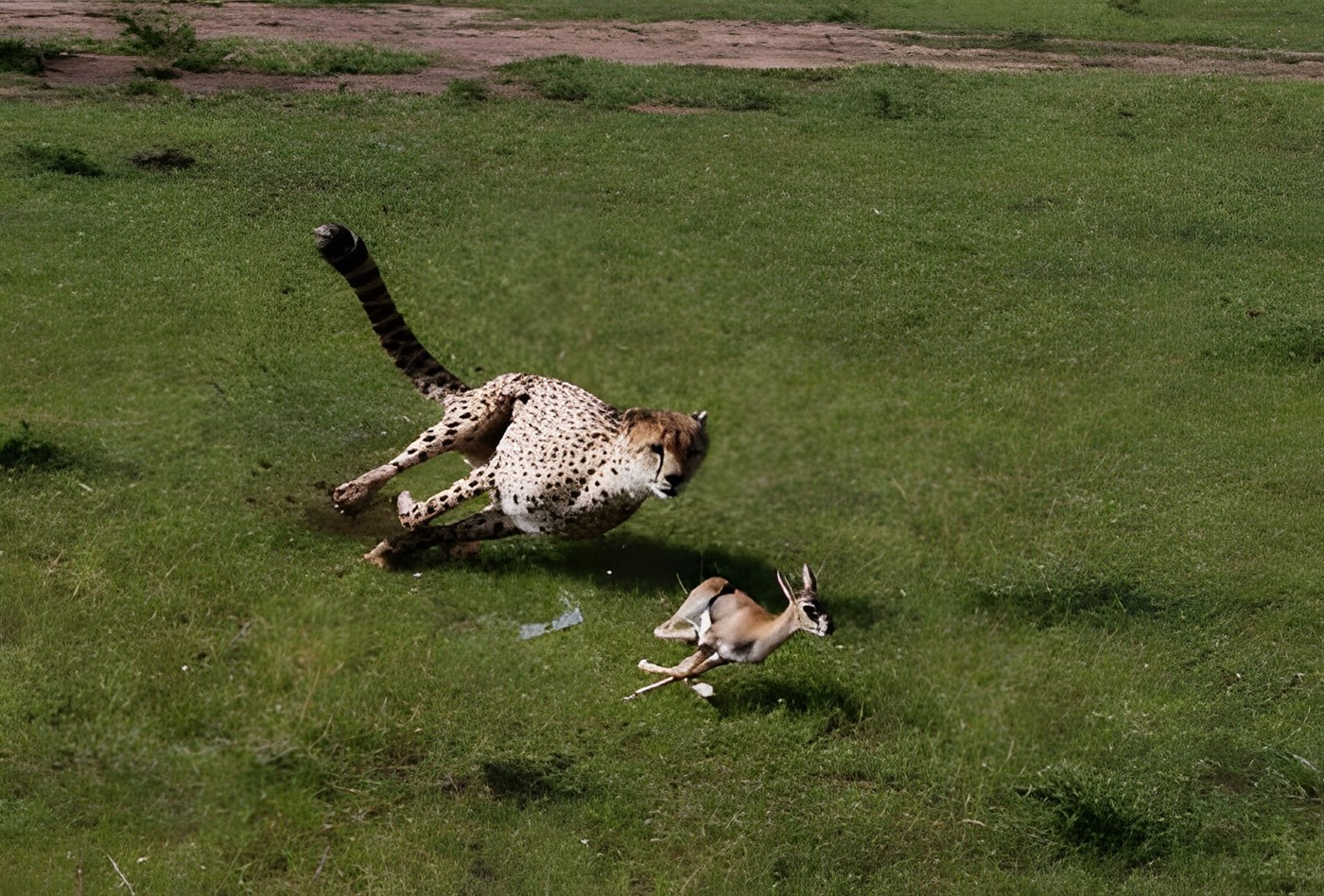 Cheetah chasing its prey