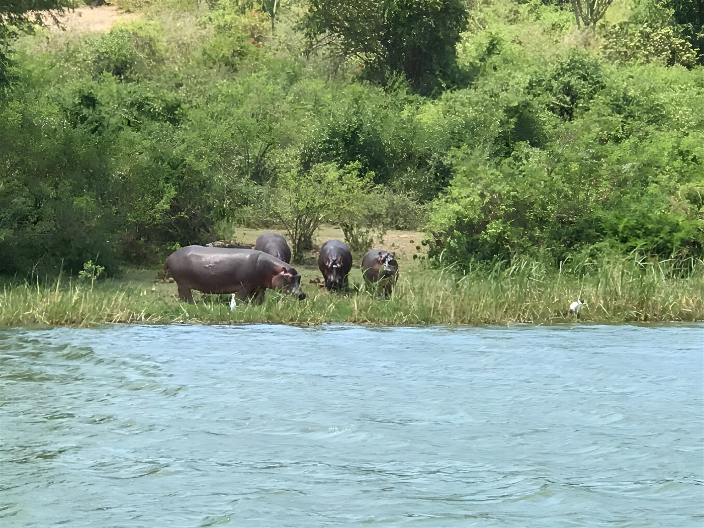 Hippos