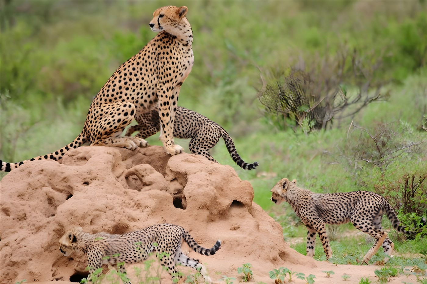 A family of cheetahs in Kenya